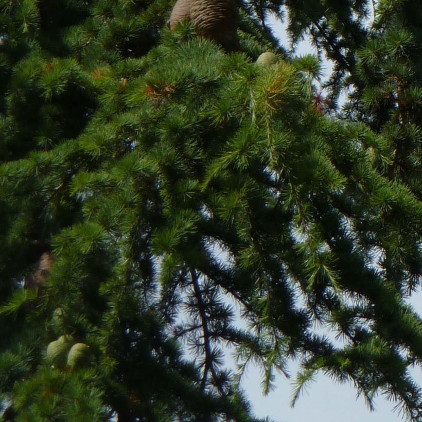 Cedro de Líbano - Cedrus libani (Follaje)