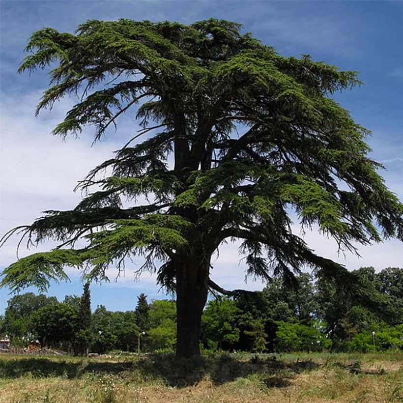 Cedro de Líbano - Cedrus libani (Porte)