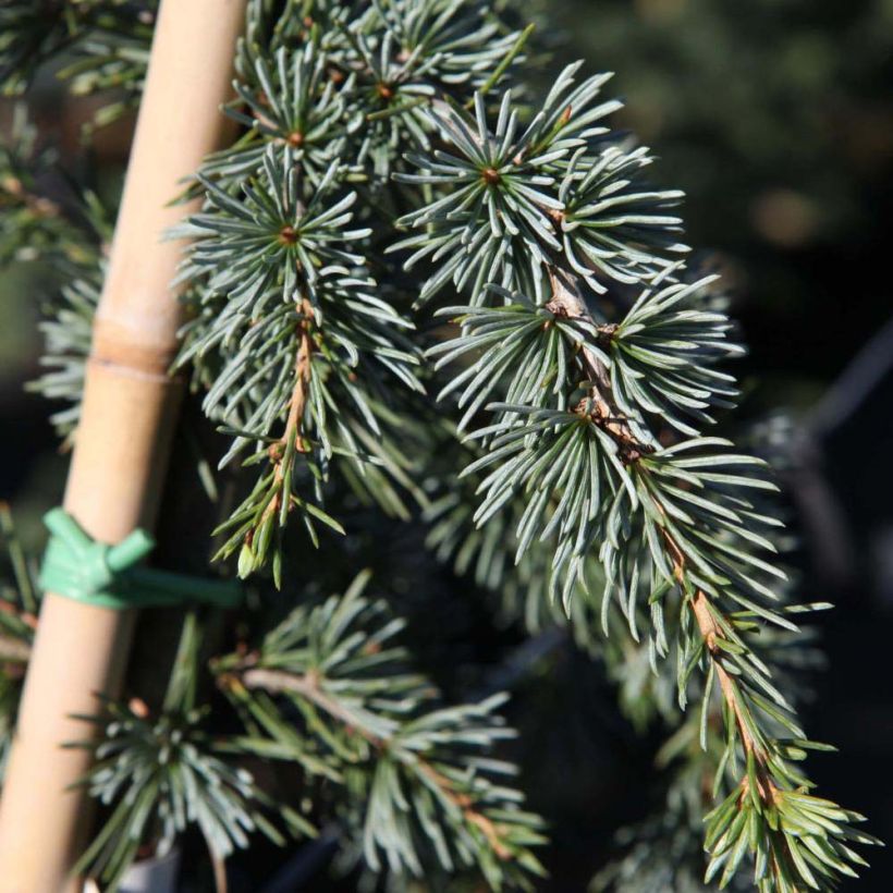 Cedro de Líbano - Cedrus libani Atlantica Pendula (Follaje)