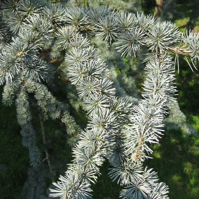 Cedro de Líbano - Cedrus libani subsp. atlantica Glauca (Follaje)