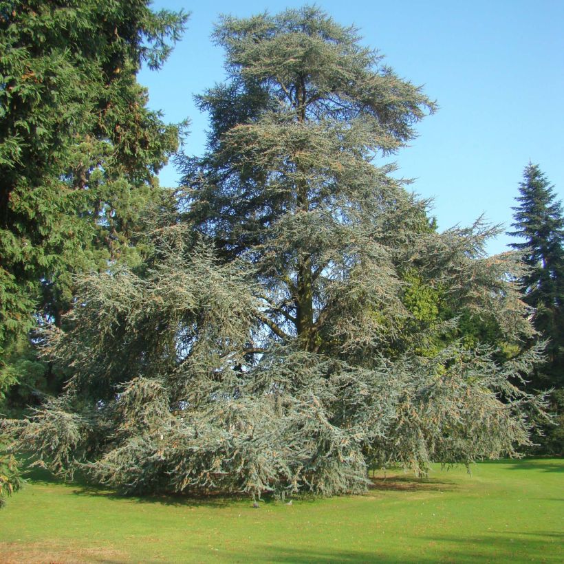 Cedro de Líbano - Cedrus libani subsp. atlantica Glauca (Porte)