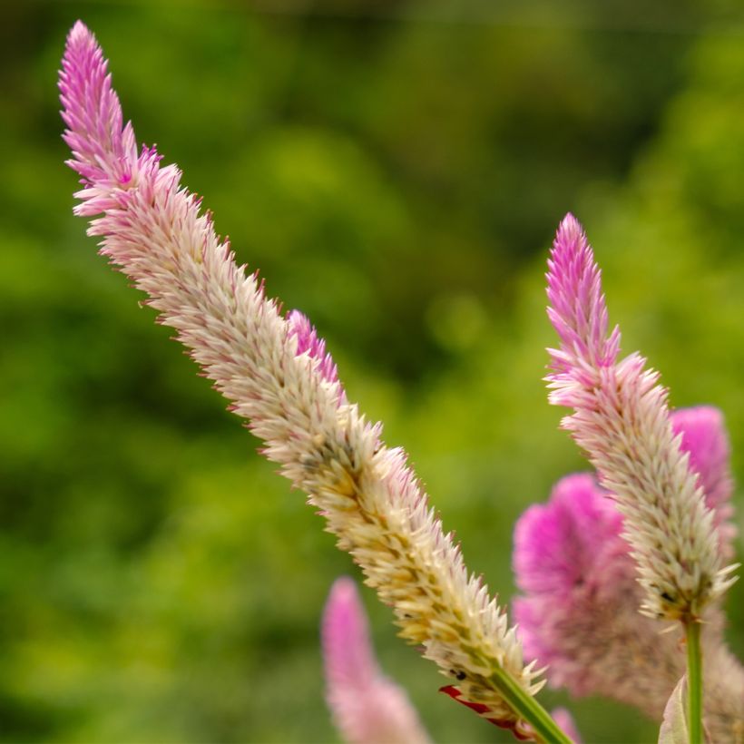 Celosia argentea var. spicata Flamingo Pink (Floración)