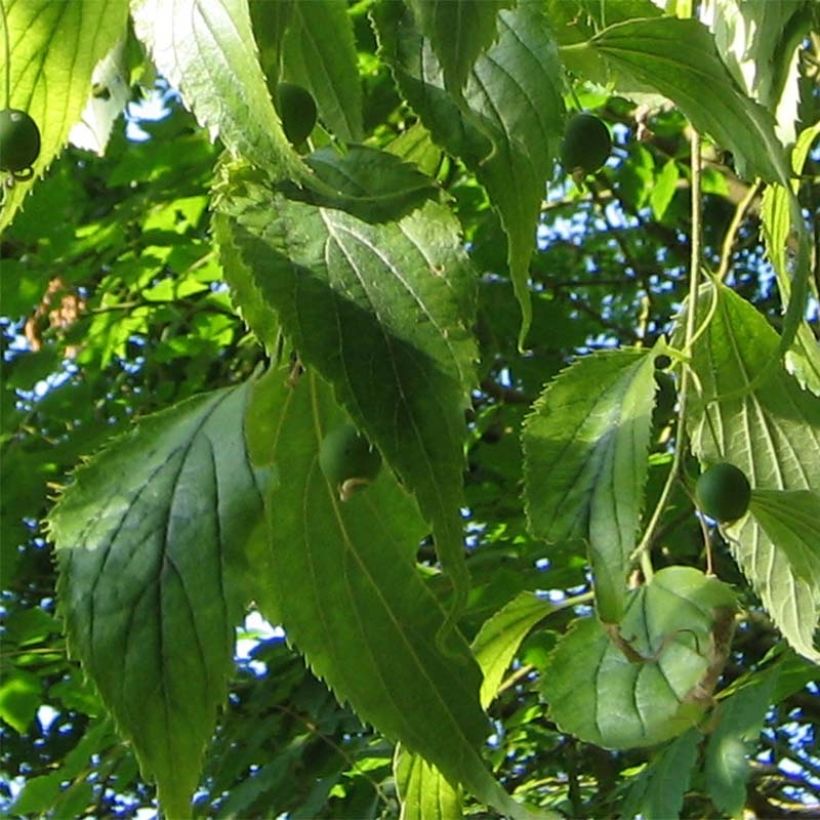 Celtis australis - Almez (Follaje)