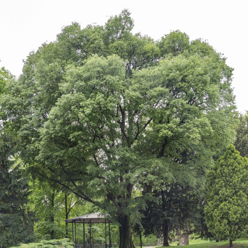 Celtis australis - Almez (Porte)