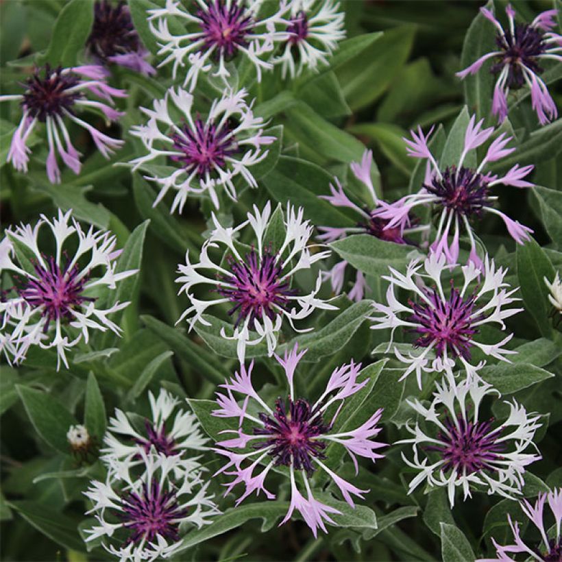 Centaurea montana Amethyst in Snow (Floración)