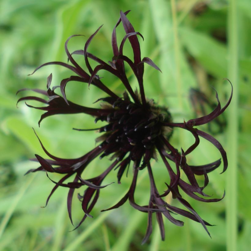 Centaurea montana Black Sprite (Floración)