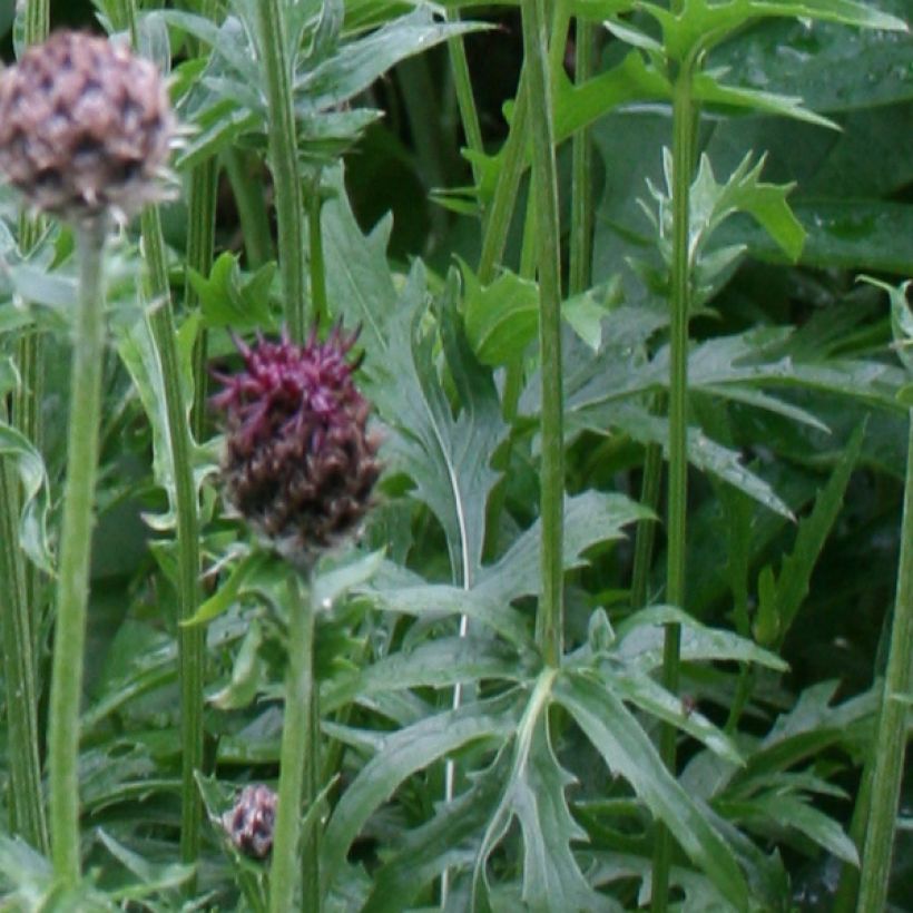 Centaurea atropurpurea (Follaje)