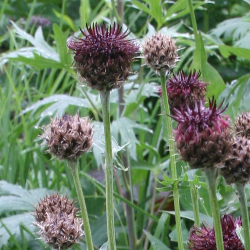 Centaurea atropurpurea (Floración)