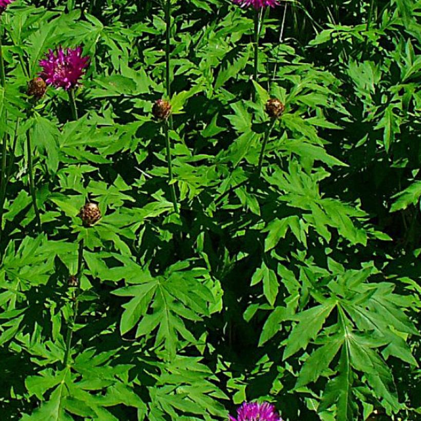 Centaurea dealbata Stenbeergii - Centaurea (Follaje)