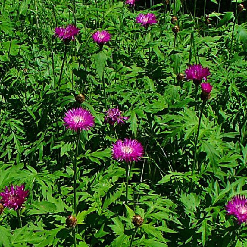 Centaurea dealbata Stenbeergii - Centaurea (Floración)