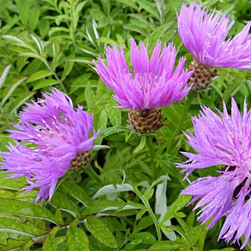 Centaurea dealbata - Centaurea (Floración)