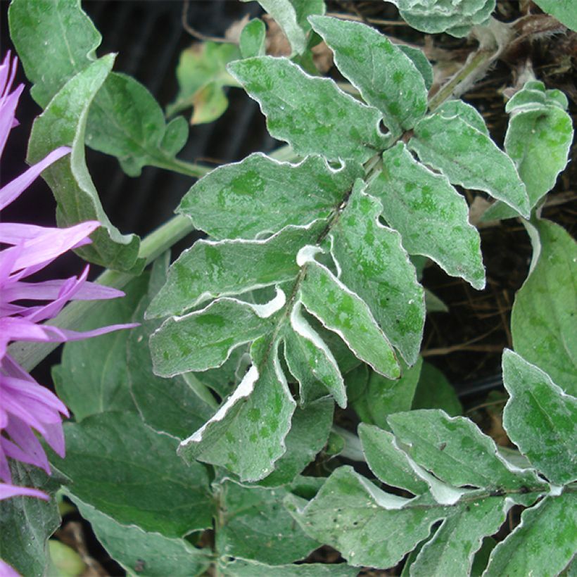 Centaurea hypoleuca John Coutts - Aciano (Follaje)