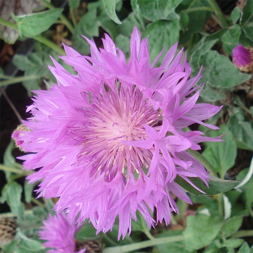 Centaurea hypoleuca John Coutts - Aciano (Floración)