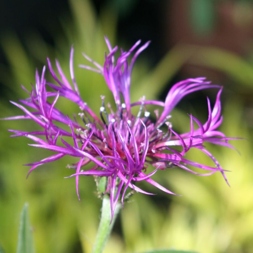 Centaurea montana Amethyst Dream (Floración)