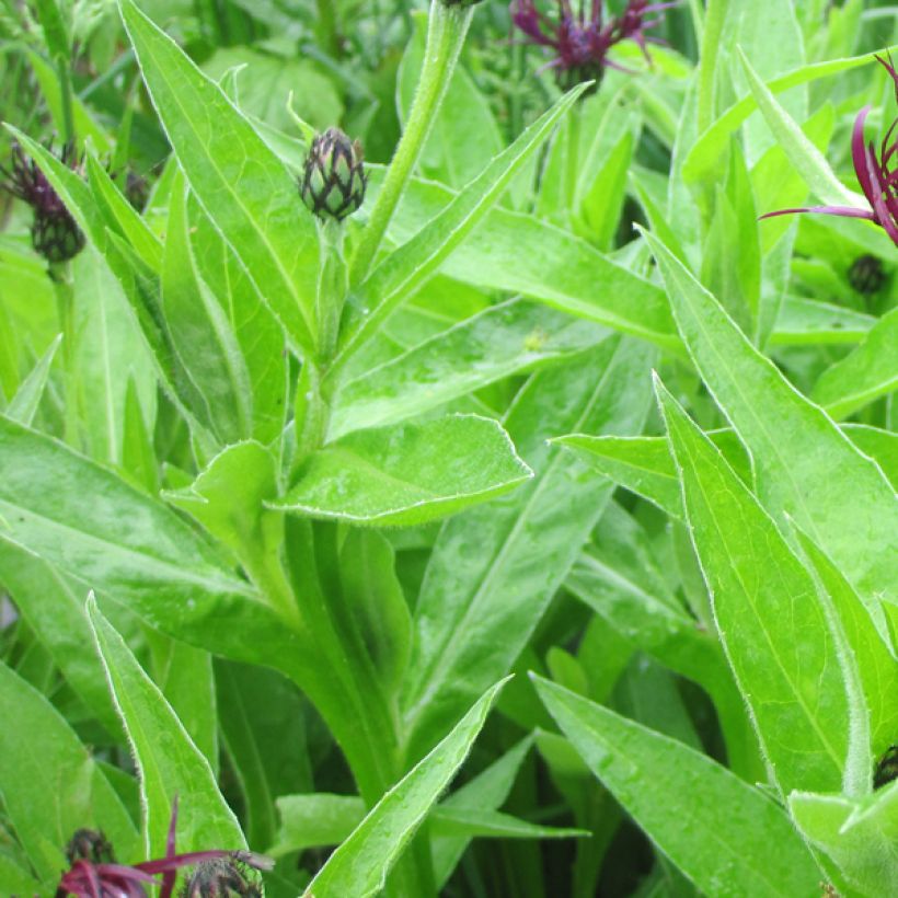 Centaurea montana Jordy (Follaje)