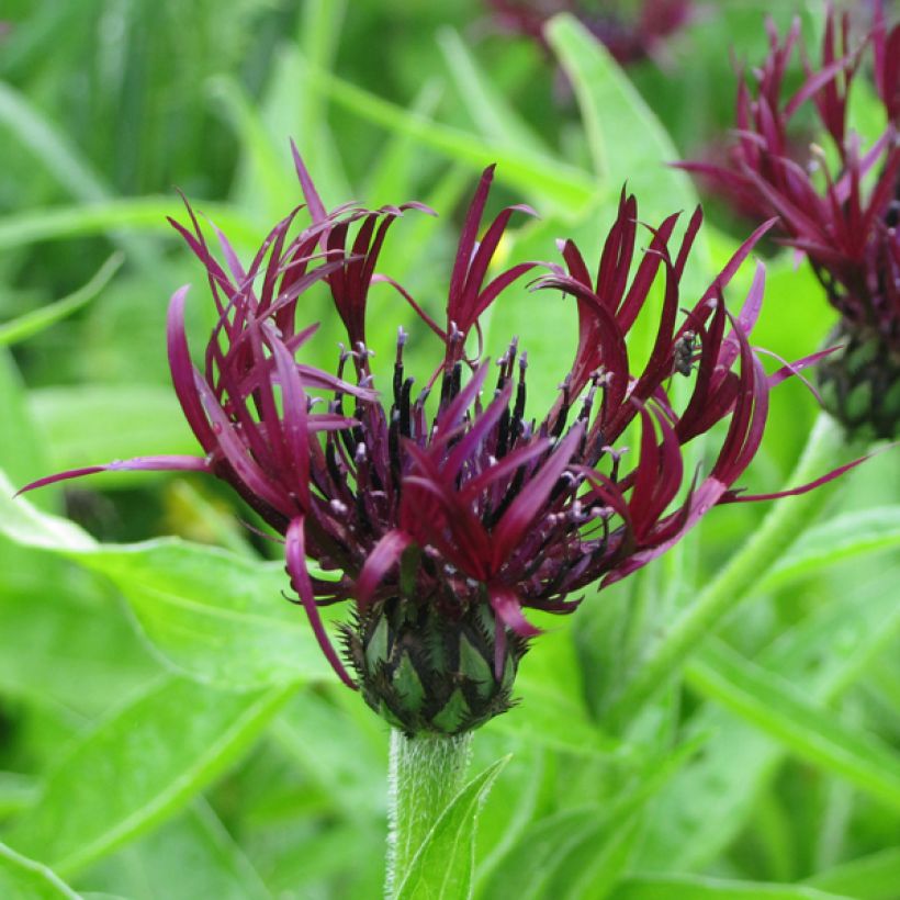 Centaurea montana Jordy (Floración)