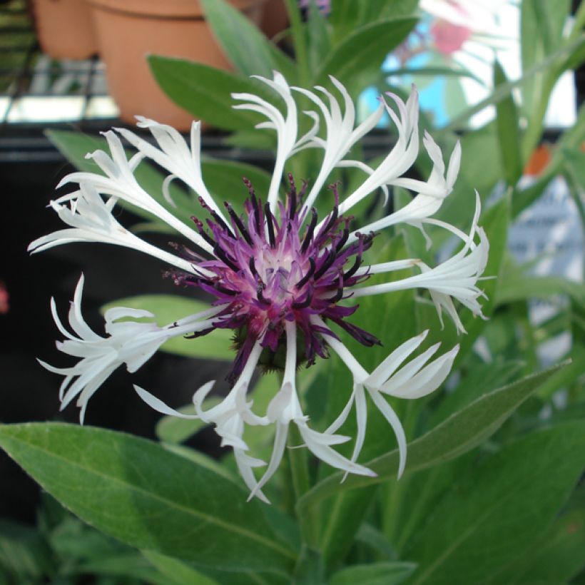 Centaurea montana Purple Heart (Floración)