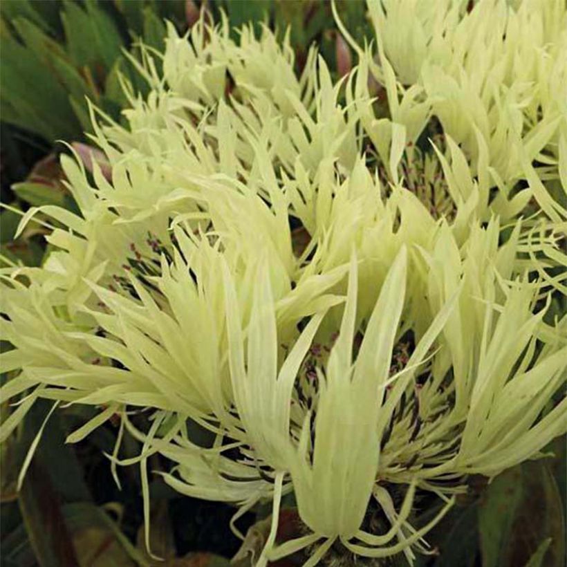 Centaurea montana Sulphurea (Floración)