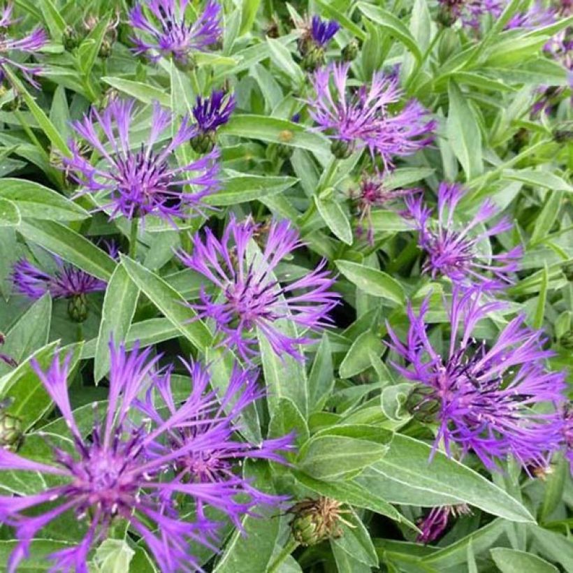 Centaurea montana Violetta (Floración)