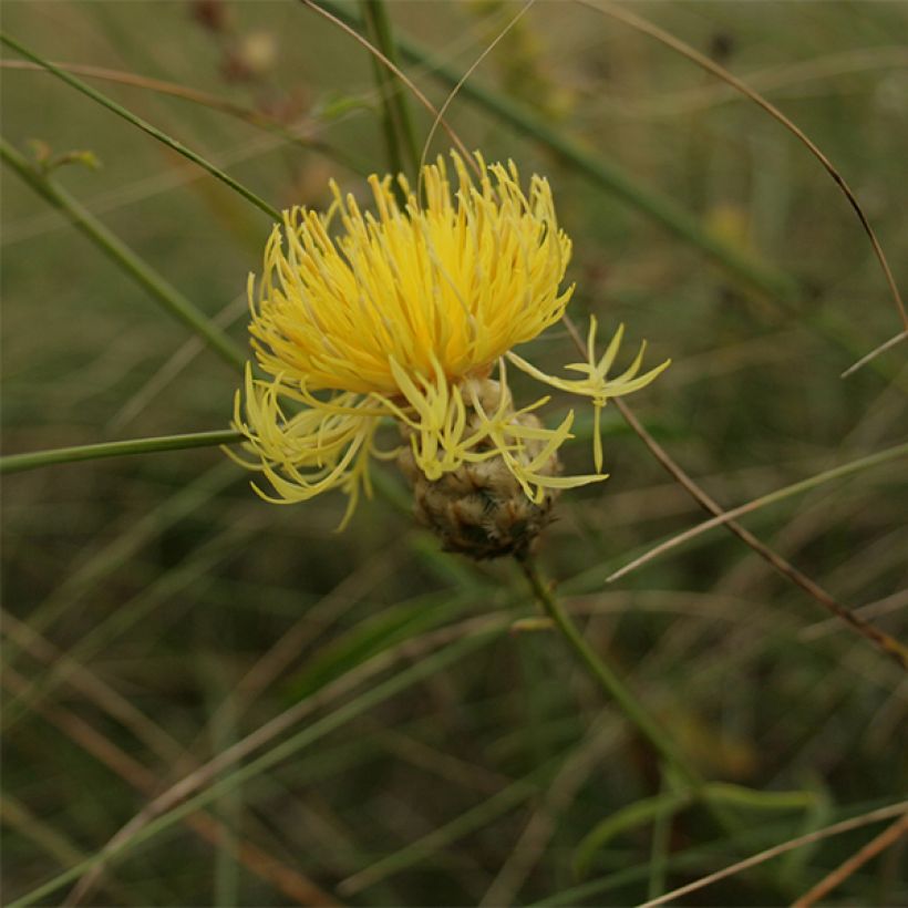 Centaurea orientalis - Abre puños (Floración)