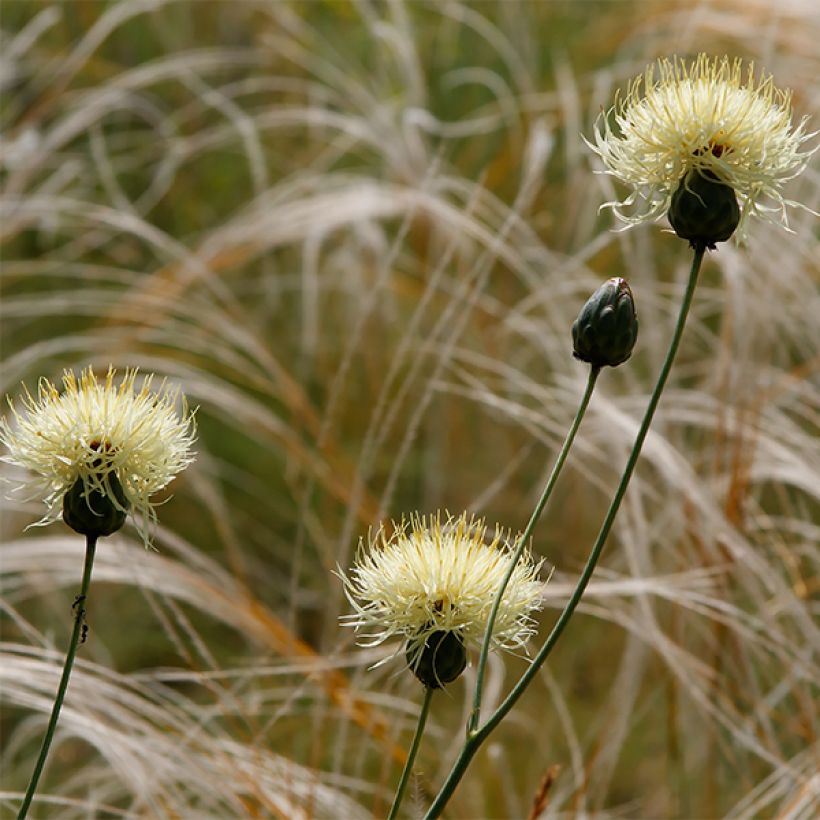 Centaurea ruthenica (Floración)