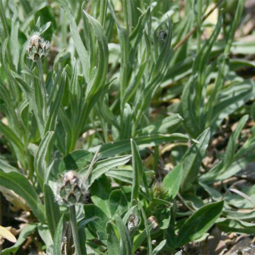 Centaurea triumfettii ssp. stricta - Aciano (Follaje)