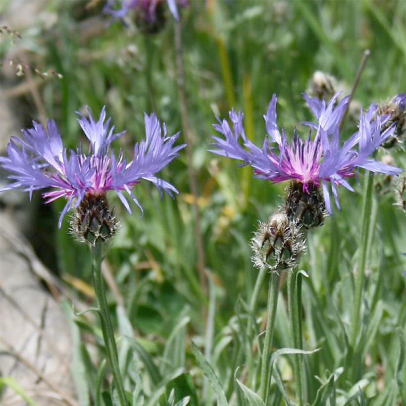 Centaurea triumfettii ssp. stricta - Aciano (Floración)