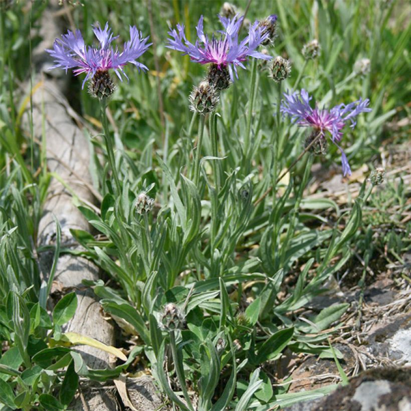 Centaurea triumfettii ssp. stricta - Aciano (Porte)