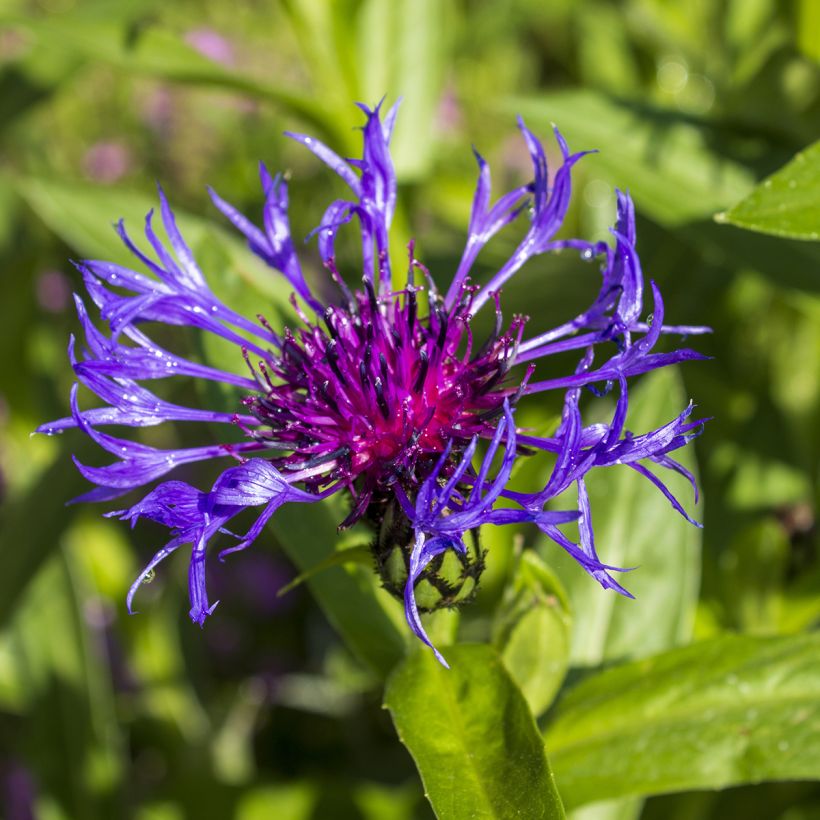 Centaurea triumfettii ssp. cana - Aciano (Floración)