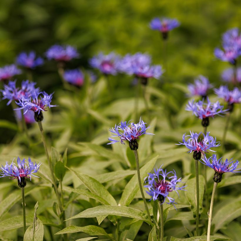 Centaurea triumfettii ssp. cana - Aciano (Porte)