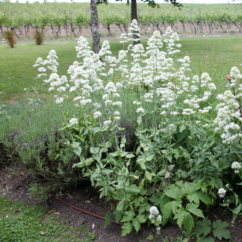 Centranthus ruber Albus - Hierba de San Jorge (Porte)