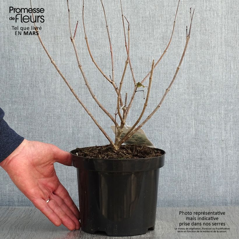 Cephalanthus occidentalis - Bois-bouton Pot de 3L/4L Ejemplar entregado en invierno