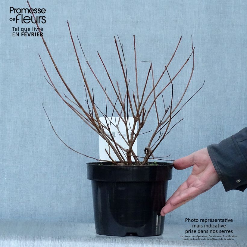 Cephalanthus occidentalis - Bois-bouton en pot de 7,5L/10L Ejemplar entregado en invierno