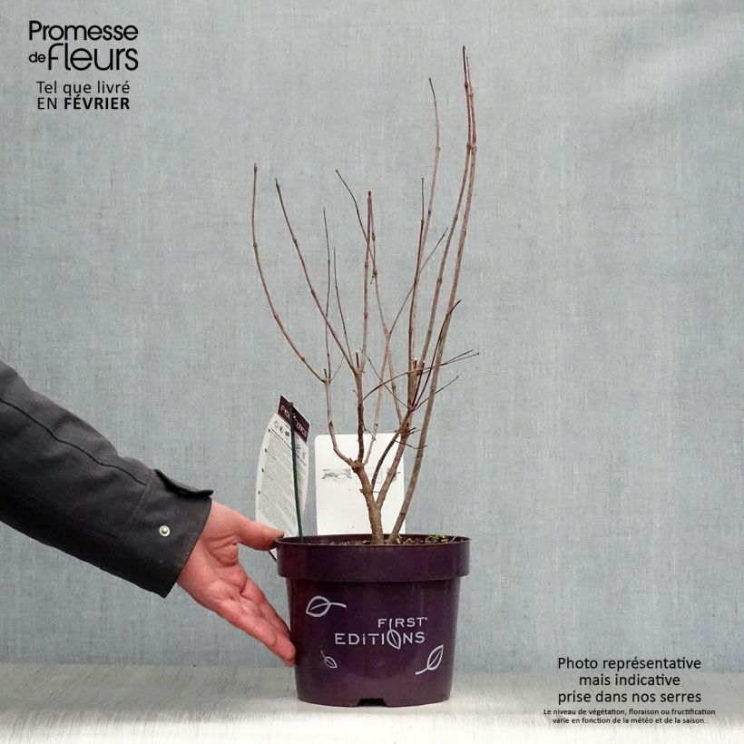 Cephalanthus occidentalis Fiber Optics Pot de 3L/4L Ejemplar entregado en invierno