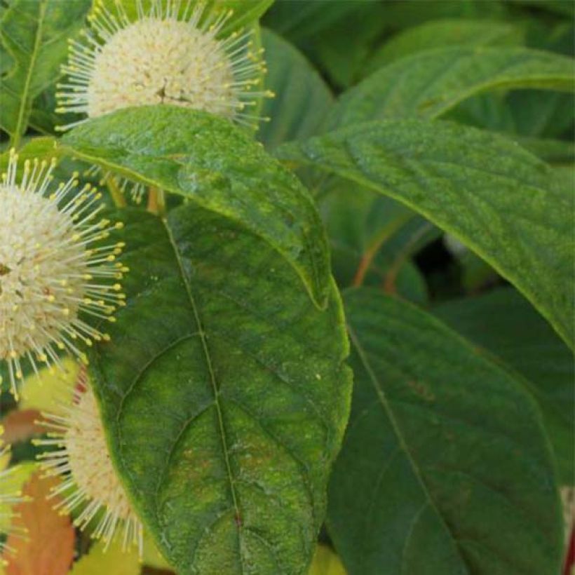 Cephalanthus occidentalis Sugar Shack - Aroma de laguna (Follaje)