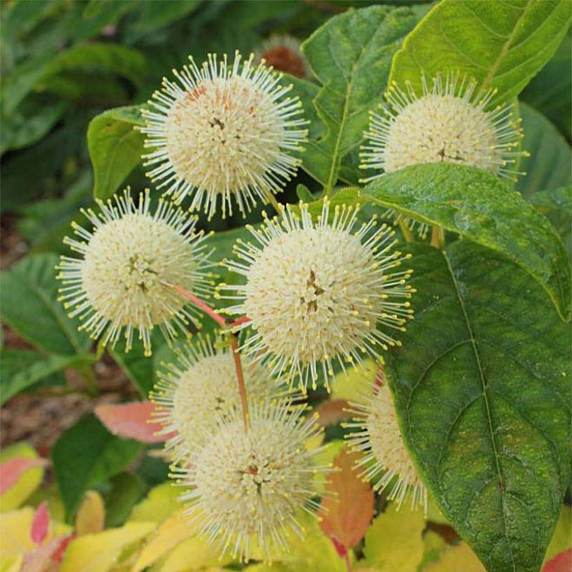 Cephalanthus occidentalis Sugar Shack - Aroma de laguna (Floración)