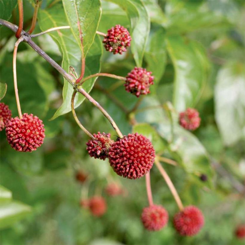 Cephalanthus occidentalis Sugar Shack - Aroma de laguna (Cosecha)