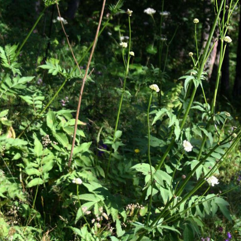 Cephalaria gigantea - Escabiosa gigante (Follaje)