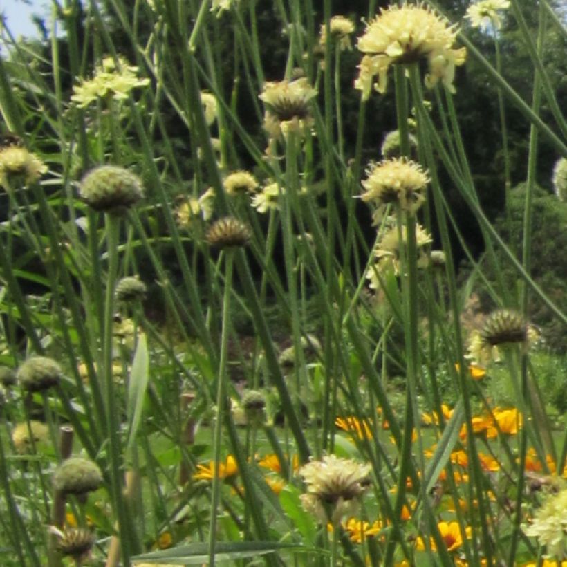 Cephalaria gigantea - Escabiosa gigante (Floración)