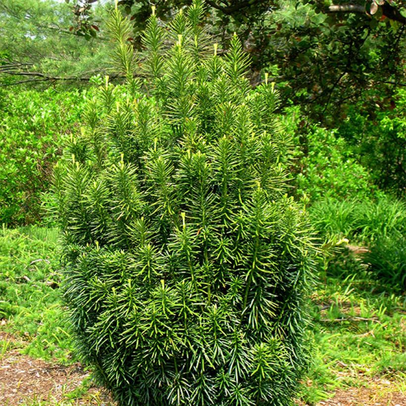 Cephalotaxus harringtonia Fastigiata - Cefalotejo (Porte)