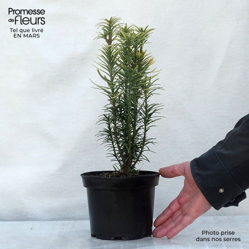 Cephalotaxus harringtonia Korean Gold - Pin japonais à queue de vache        Pot de 2L/3L Ejemplar entregado en invierno