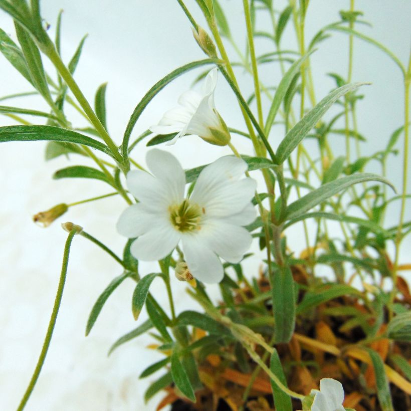 Cerastium biebersteinii - Cerastio (Floración)