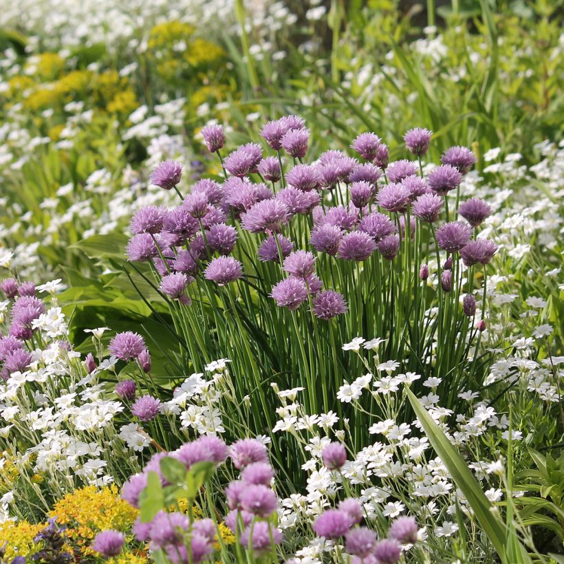 Cerastium biebersteinii - Cerastio (Porte)