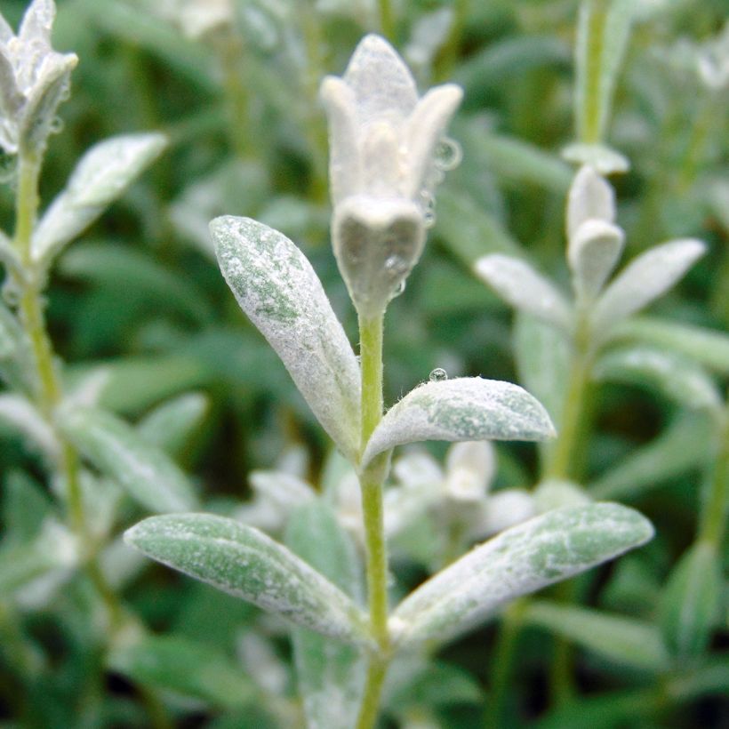 Cerastium tomentosum Yo Yo - Canastilla de plata (Follaje)