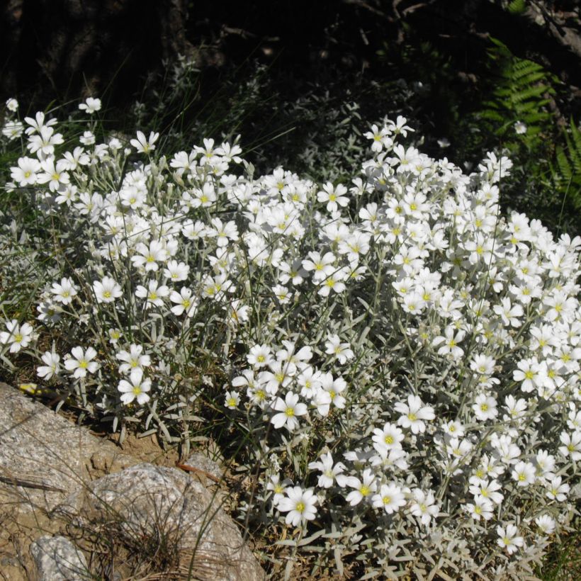 Cerastium tomentosum Yo Yo - Canastilla de plata (Porte)