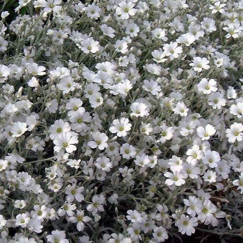 Cerastium tomentosum var columnae - Canastilla de plata (Floración)