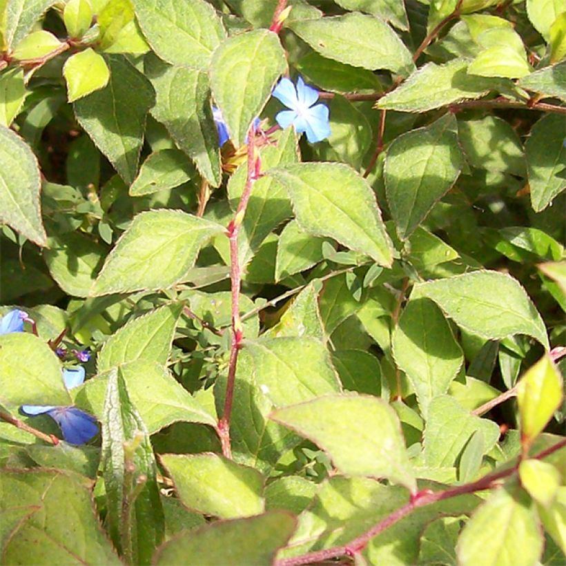 Ceratostigma griffithii - Falso plumbago (Follaje)