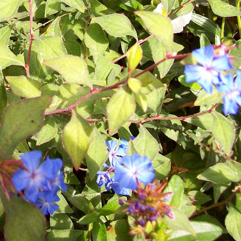 Ceratostigma griffithii - Falso plumbago (Floración)