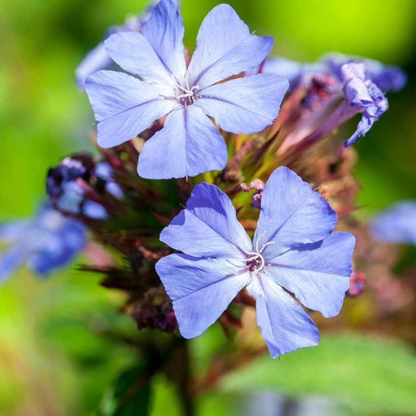 Ceratostigma willmottianum - Plumbago chino (Floración)