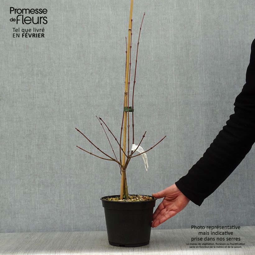 Cercidiphyllum japonicum Glowball - Arbre à caramel  Pot de 4L/5L Ejemplar entregado en invierno